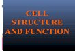 154 lecture 1 cell