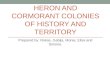 Heron and cormorant colonies