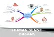 Sensory organs eyes