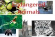 Endangered animals power point