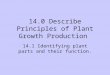 14-1 Plant Anatomy