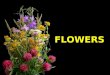 10 04-13 花-flowers