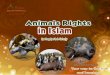 Animals' rights in islam