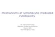 Mechanisms of lymphocyte-mediated cytotoxicity