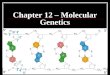 Chapter 12.1 molecular genetics