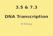 3.5 7.3 Dna Transcription
