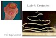 parasitology lab notes