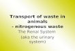 16 Renal System