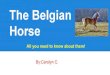 Belgian horse carolyn