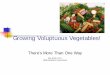 Companion Plantings and Growing Voluptuous Vegetables