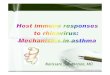 Host Immune Response To Rhinovirus