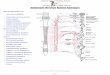 IVMS Autonomic Nervous System Summary