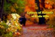 Colours of Autumn at Buda Hills
