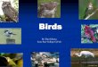 2014 spring all bird presentation