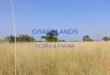 Grasslands flora & fauna