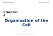 Organization Of The Cell Ch04 Lecture