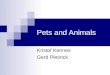 Pets And  Animals