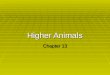 Chapter 13- higher animals