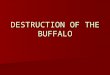 Destruction Of The Buffalo