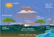 The carbon cycle finalized