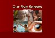 The Importance of Our Five Senses