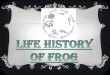 Life history of frog