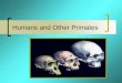 Humans and other primates