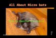 Microbats by Danilla and Claire