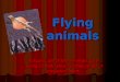 flying animals