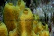 Demospongiae (Demosponges)