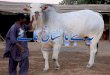 Pakistani cow