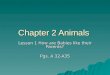 Chapter 2 Animals Where they live and  How they get food