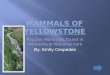 C:\Users\Emily Cespedes\Documents\Mammals Of Yellowstone Power Point
