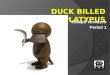 Duck billed platypus