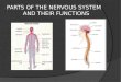 Parts Of The Nervous System