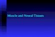 Muscle and neural tissues