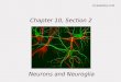 section 2, chapter 10: neurons and neuroglia