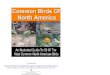 50 Common North American Birds