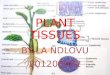 PLANT TISSUES PRESENTATION