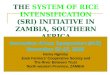 0613 The System of Rice Intensification (SRI) Initiative in Zambia, Southern Africa