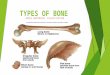 Human skeleton and types of bones