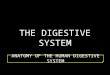 The Digestive System (Anatomy)