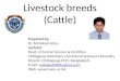 19 as mahabub cattle breeds