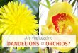 Inspiring Leaders Know About Dandelions and Orchids