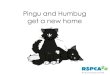 Pingu & Humbug Get A New Home