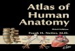Netter's atlas of anatomy 3e_part1_section i-iv_thorax, abdomen, head & neck, back & spinal cord