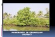Mangrove ppt slides