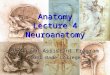 Anatomy Lect 4 Neuroanatomy