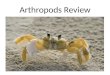 Arthropods Review