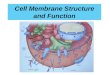 2.4 Cell Membrane And Transport